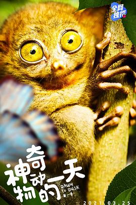 神奇动物的一天 第一季 Dawn to dusk Season 1